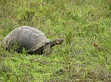 Galapagos 5-2-01 Santa Cruz Highlands Tortoise Reserve Tortoise and Vermilion Flycatcher Our first stop in the Santa Cruz Highlands was the Giant Tortoise Reserve, a great place to see the tortoises in the wild. Here is our first tortoise with the brilliant vermilion flycatcher facing it. The male vermilion flycatcher is a stunning red colour and is certainly one of the islands most colourful characters; the female has a pale yellow vest.